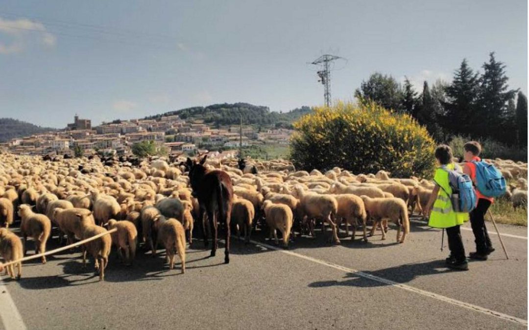 DE LAS BARDENAS AL PIRINEO RECORRIENDO LA CAÑADA SALACENCA  COLEGIO PÚBLICO de OTSAGABIA