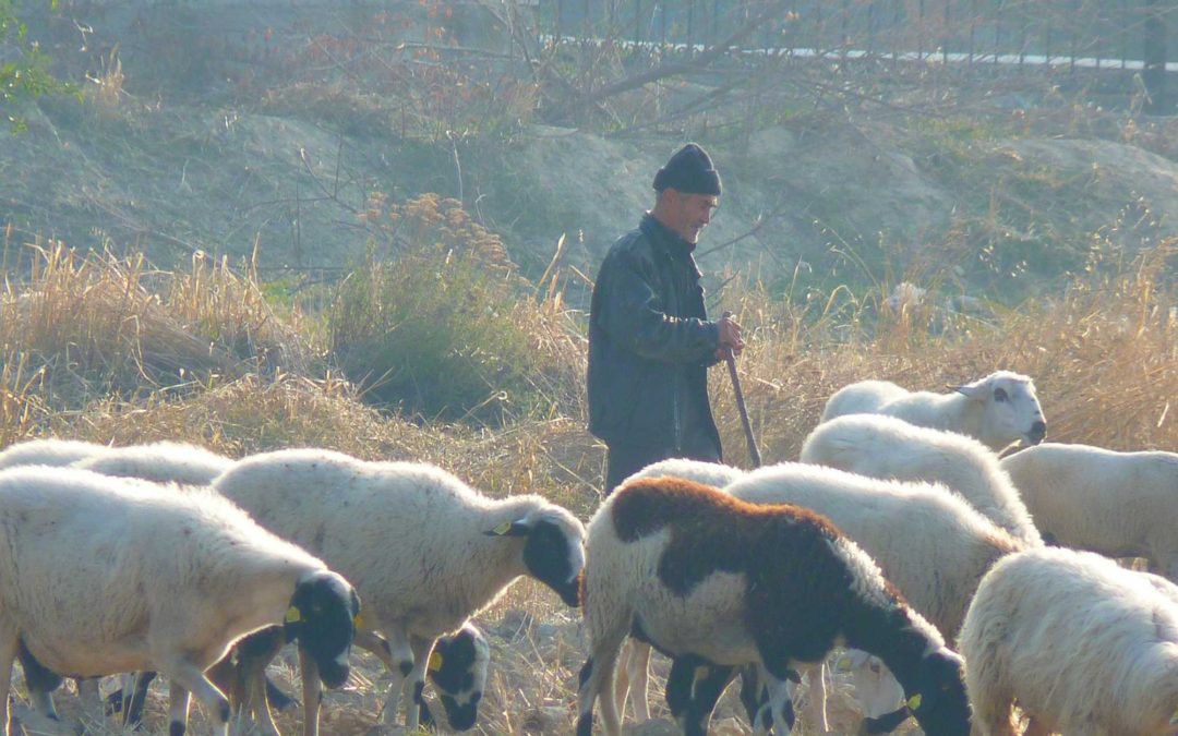 ALEGACIONES AL REGLAMENTO DE VIAS PECUARIAS DE LA COMUNIDAD DE MADRID