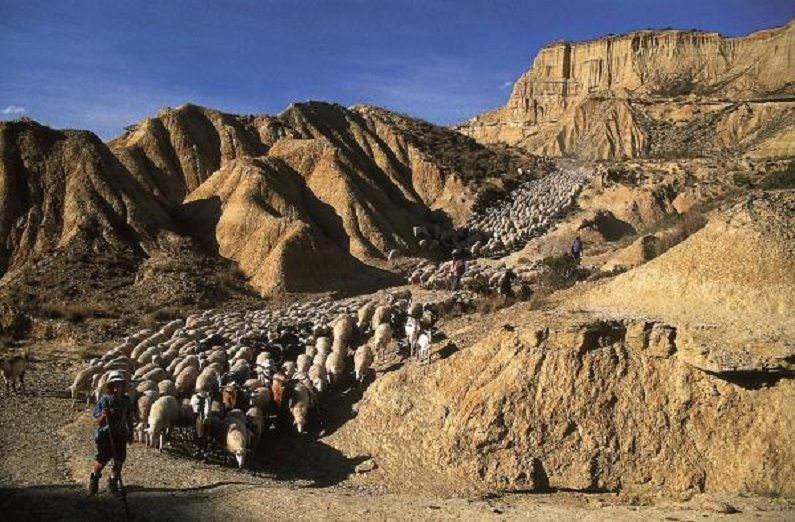 LA PÉRDIDA PARA NAVARRA DE IMPORTANTES VÍAS PECUARIAS EN LAS BARDENAS REALES